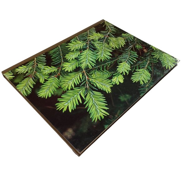 How to Growing Evergreen Plants and Trees Time Life Encyclopedia of Gardening u - Picture 2 of 10